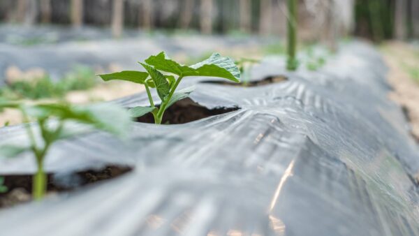 baby tree on soil covered by plastic