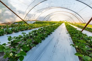 cultivation of strawberry fruits using the plasticulture method