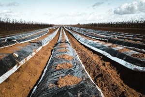 plastic-covered dirt