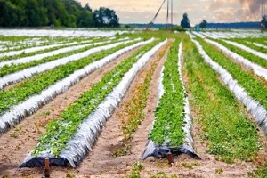 plastic sustainability on display in agriculture