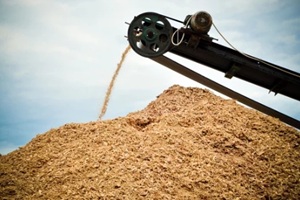 biodegradable wood waste